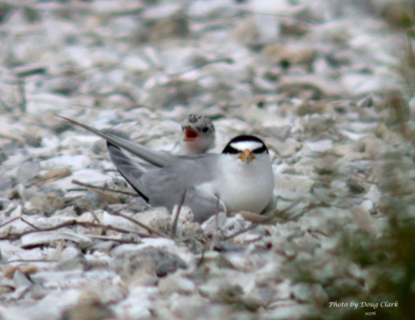 Photo of Birds